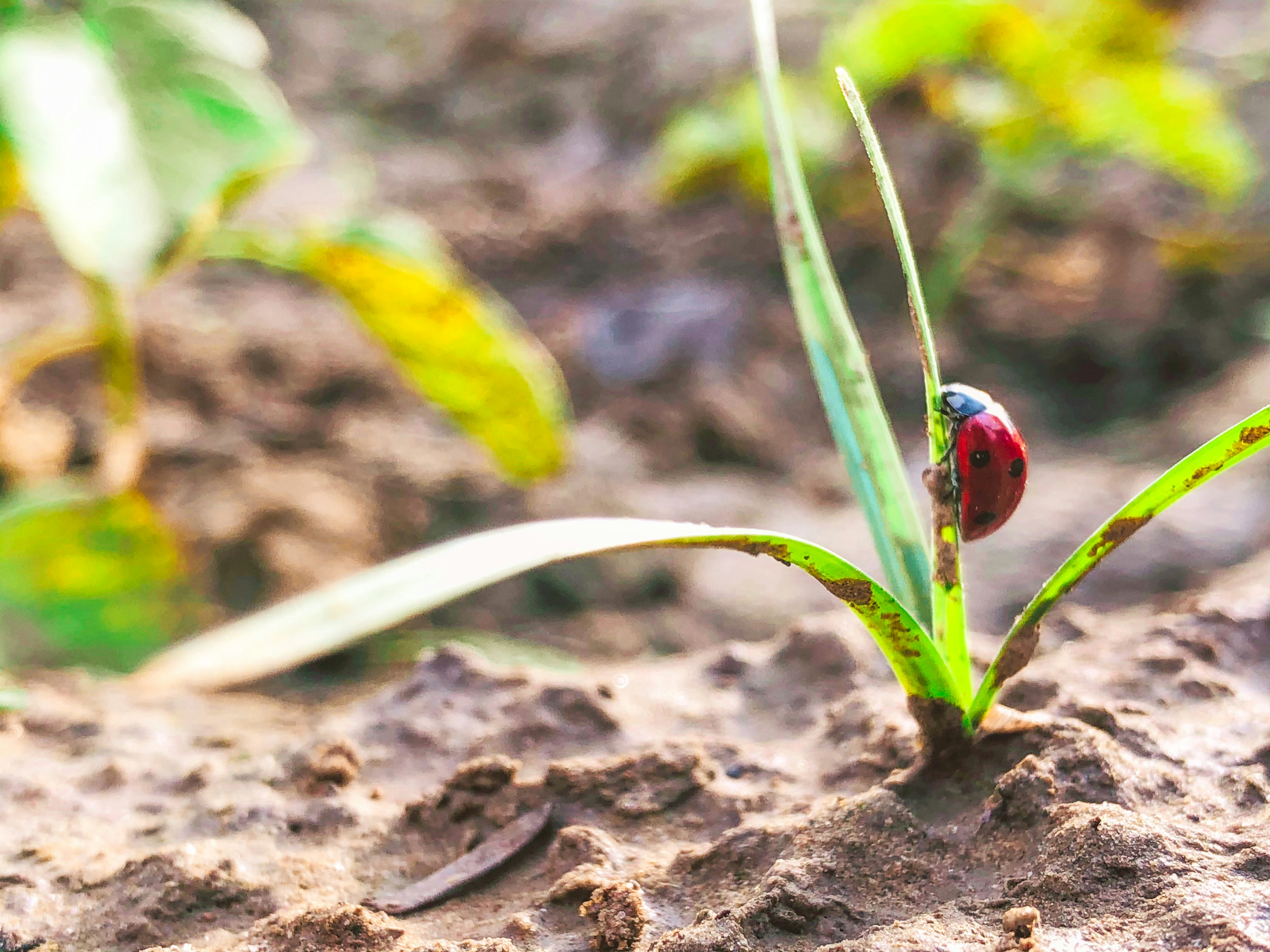 red ladybug perched on green plant during daytime