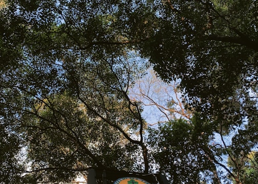 Tall trees with dense green foliage create a natural canopy above. Sunlight filters through the leaves, illuminating the scene with patches of light. A sign is visible, featuring a logo and the text 'Ministry of Environment and Forestry'.